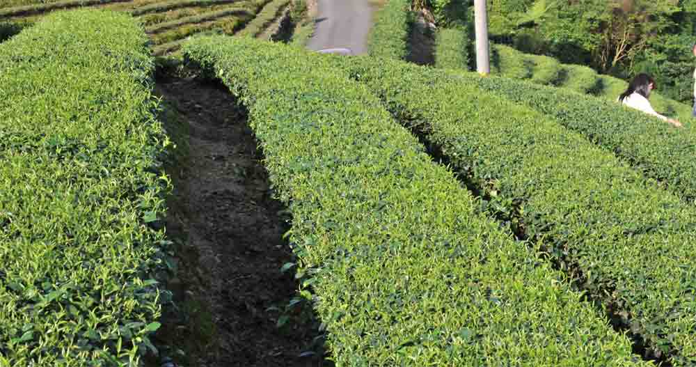 膨風茶價格一斤500元