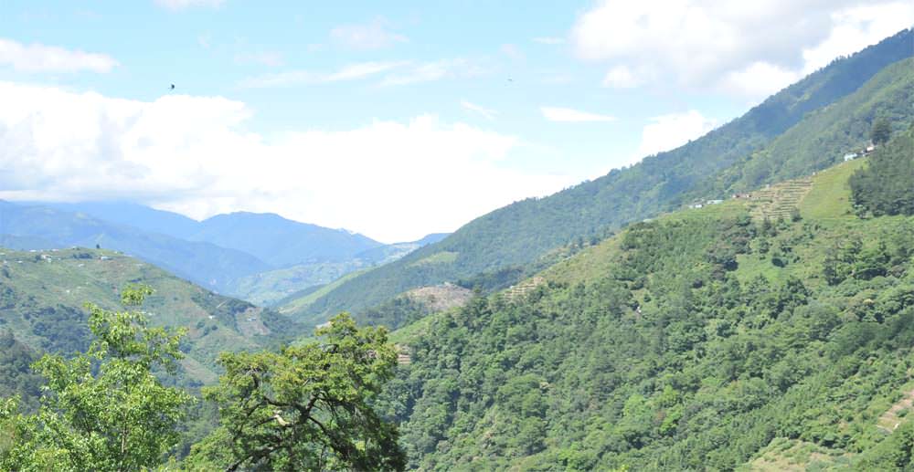 大禹嶺高山茶介紹