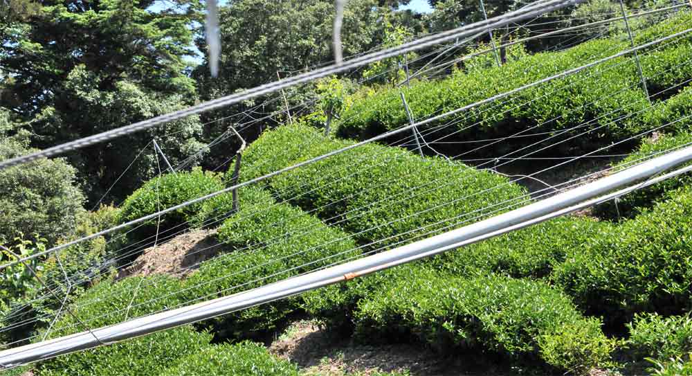 高山茶是烏龍茶嗎