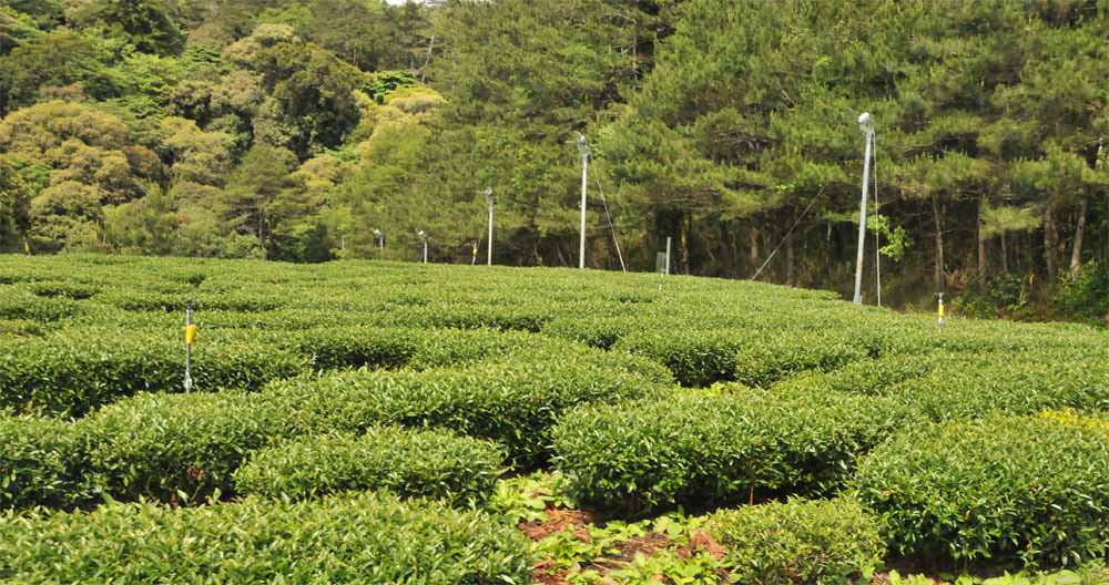 高山茶葉價格