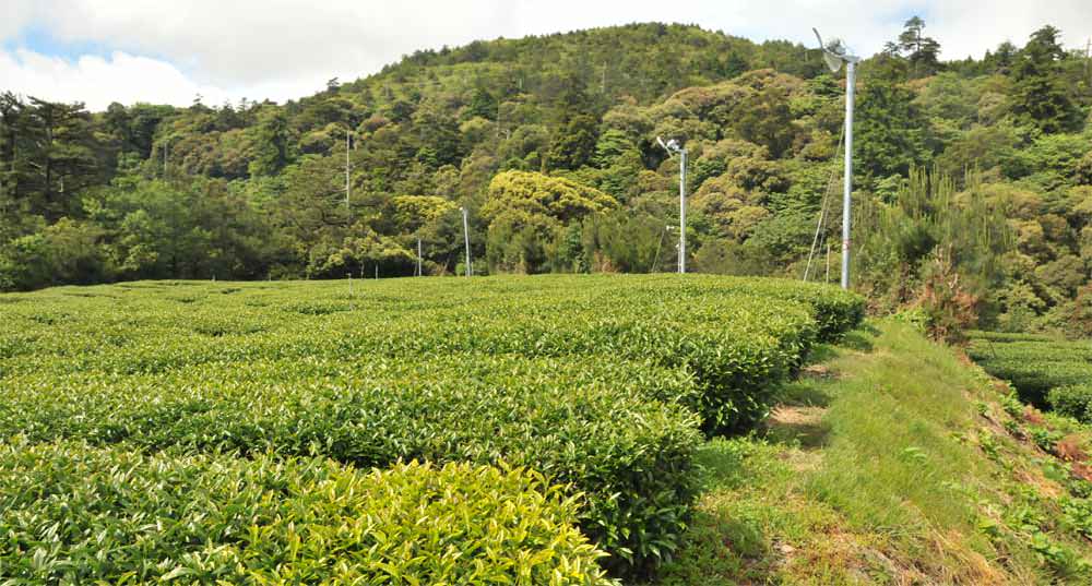梨山烏龍茶