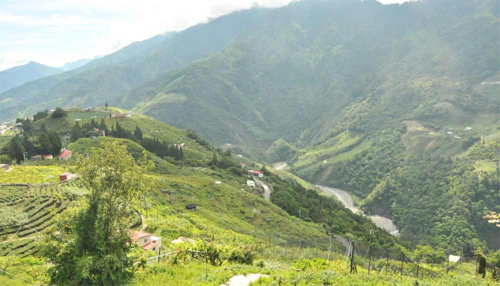 梨山烏龍茶特色