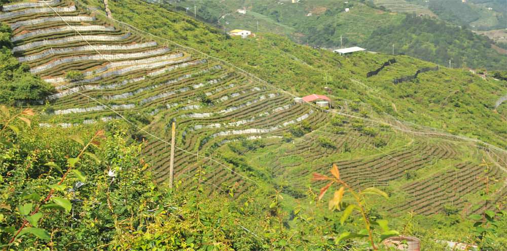 梨山烏龍茶價格