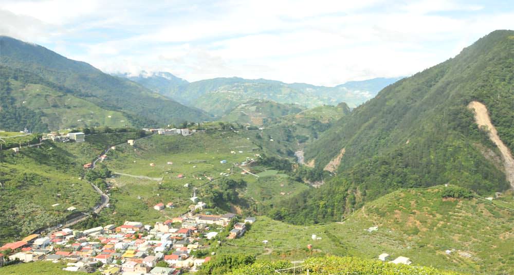 梨山冬茶