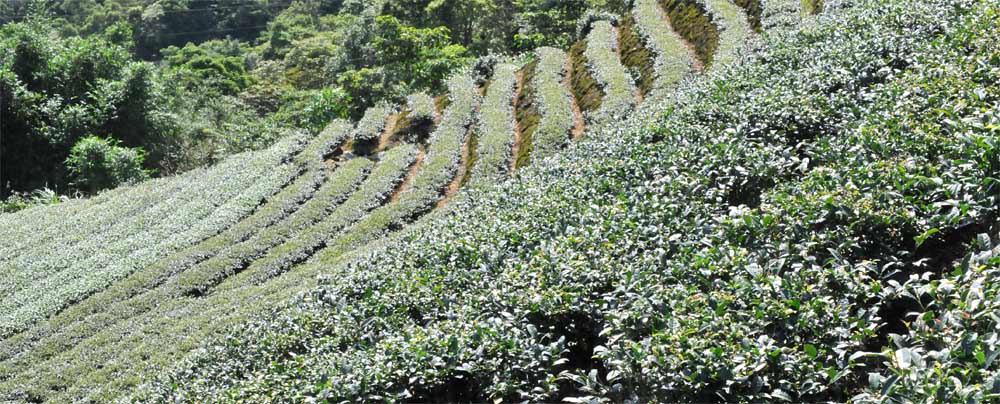 杉林溪高山茶介紹