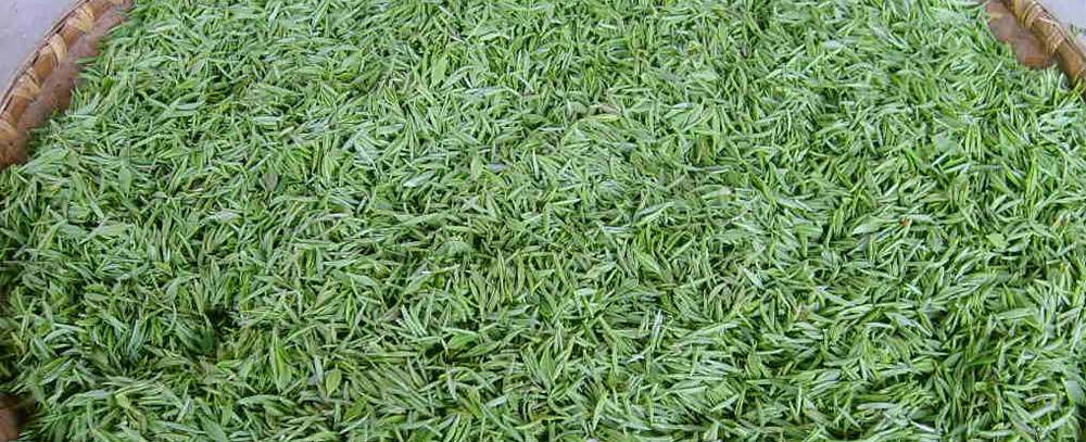 信陽毛尖茶