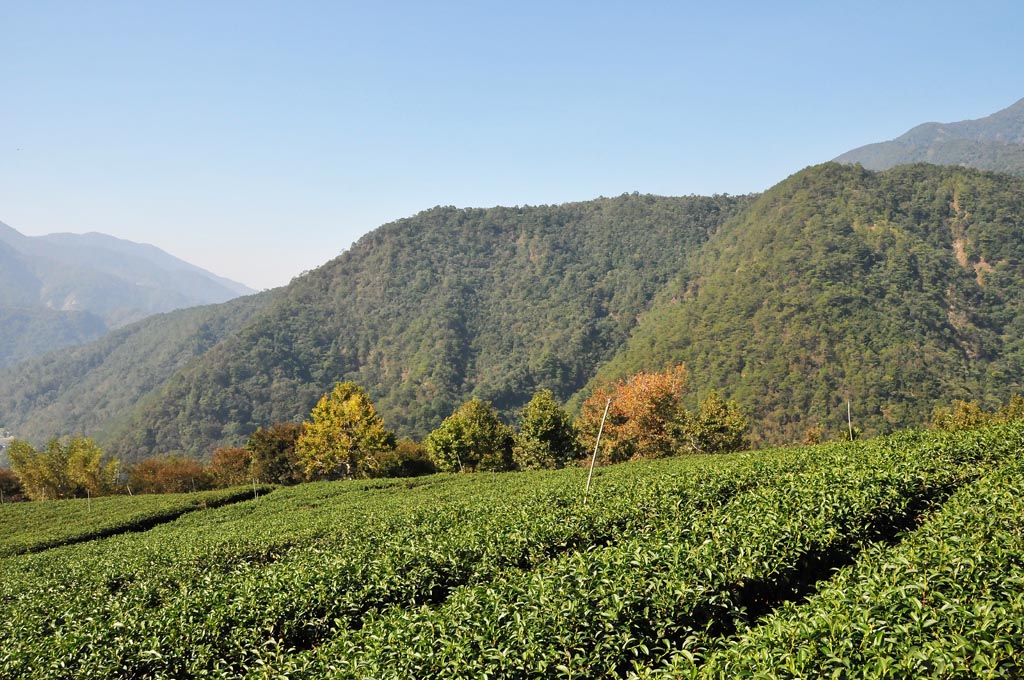 大同山茶區