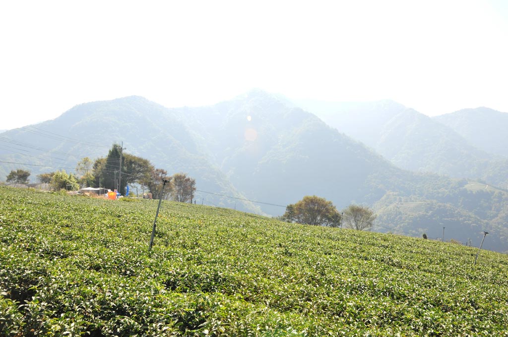 大同山茶區