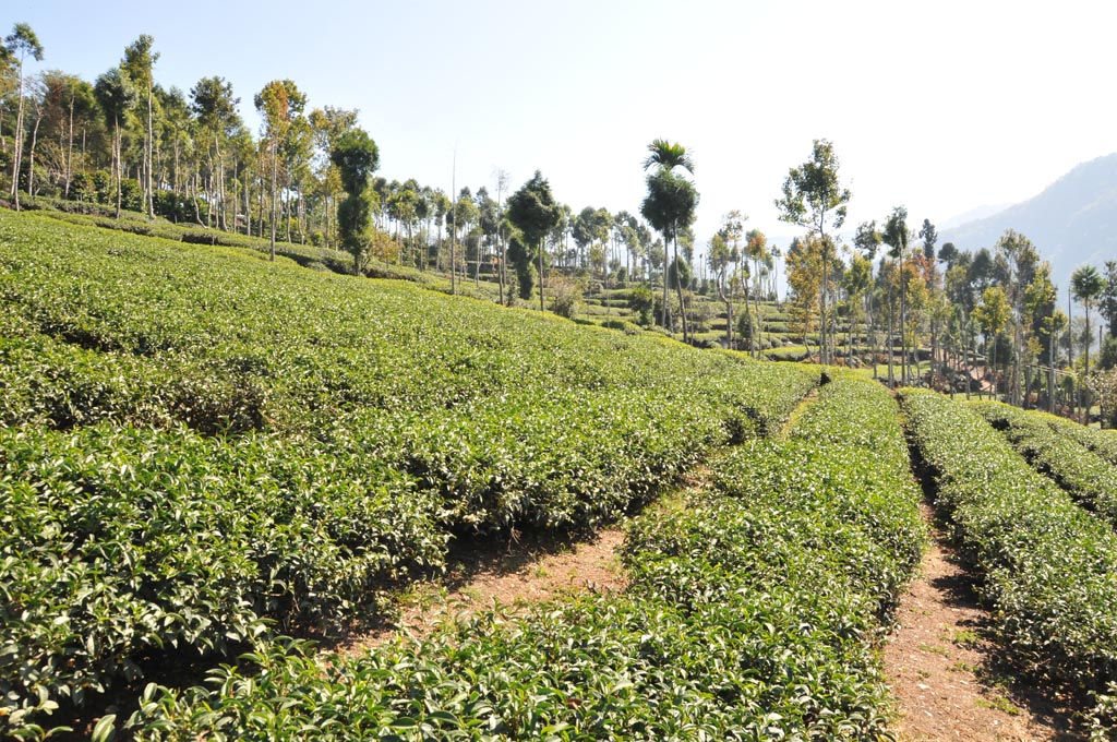 大同山茶區