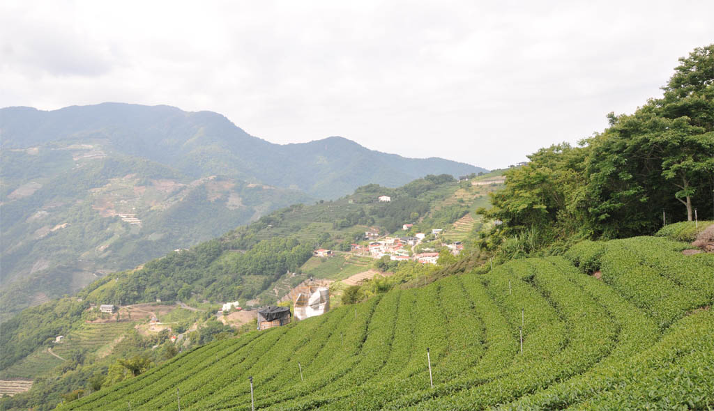 廬山茶區