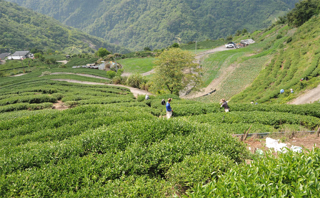 廬山茶區