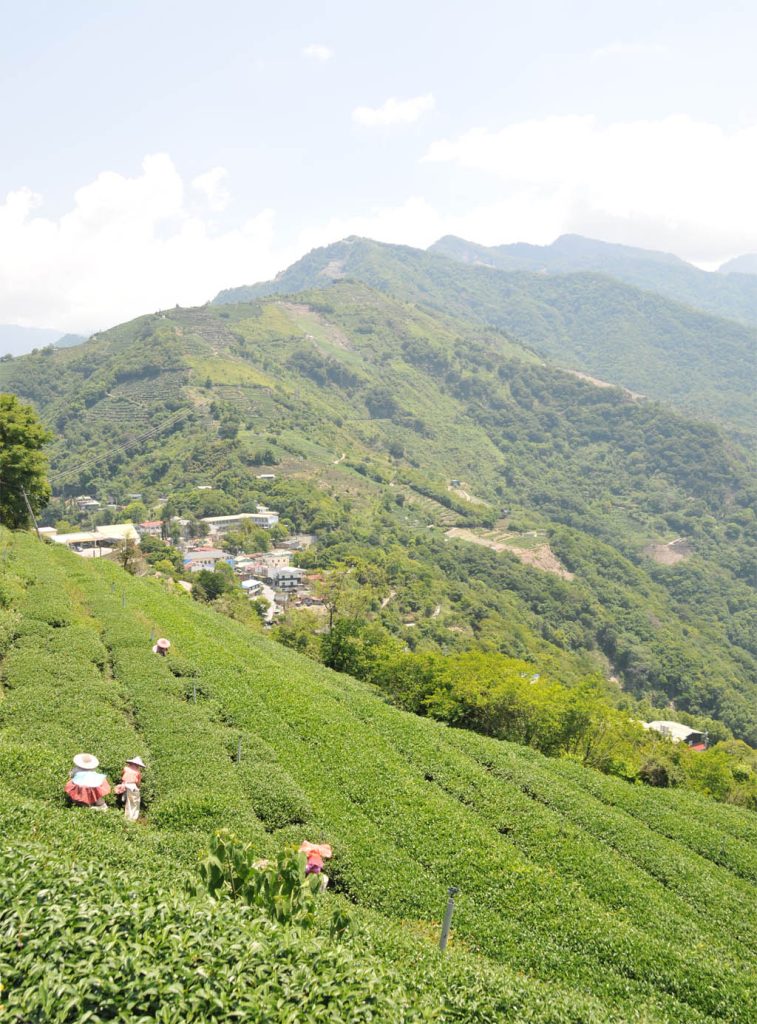 廬山茶區