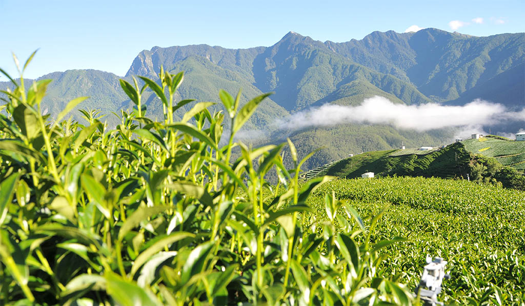 梨山茶葉