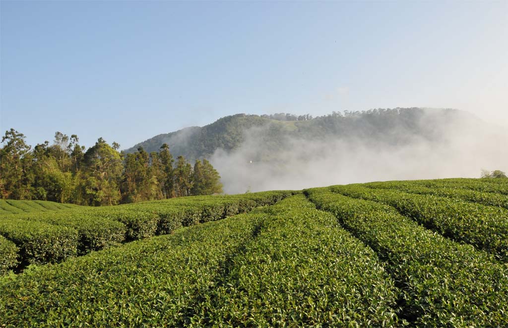 武界茶區