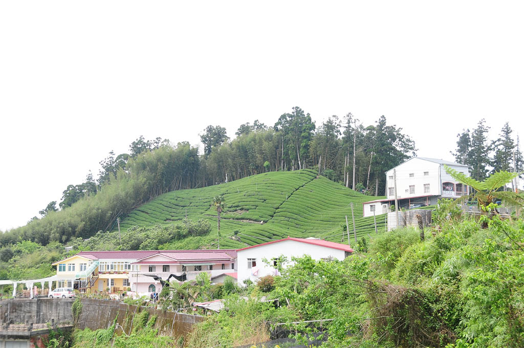 石棹茶區