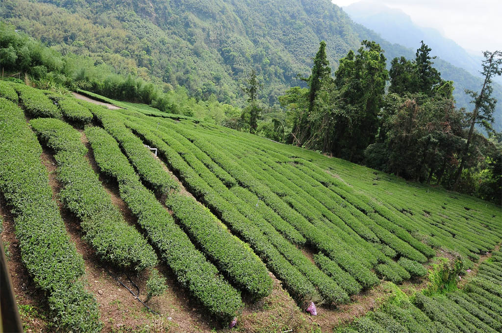 石棹茶區