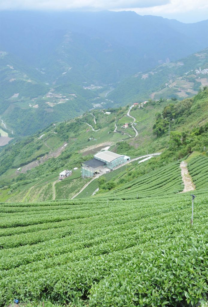 翠峰茶區