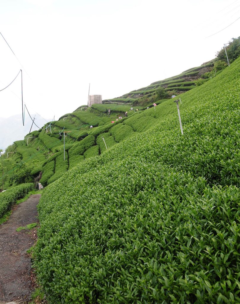 翠峰茶區