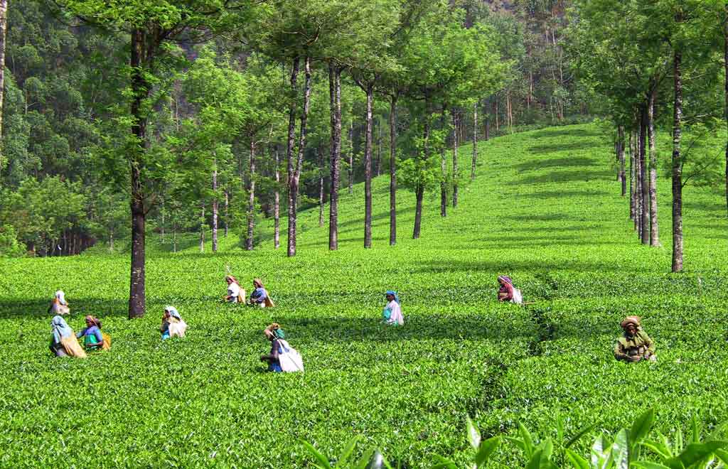 茶喝太多的壞處