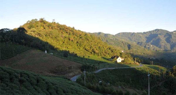 梅山金萱茶，2021年冬茶：圖片 2