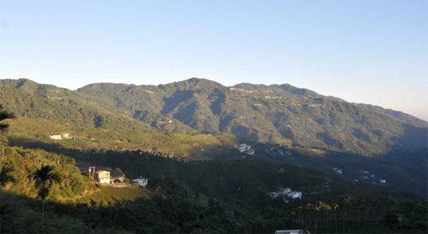 手採高山翠玉茶，2022年春茶-150克：圖片 5