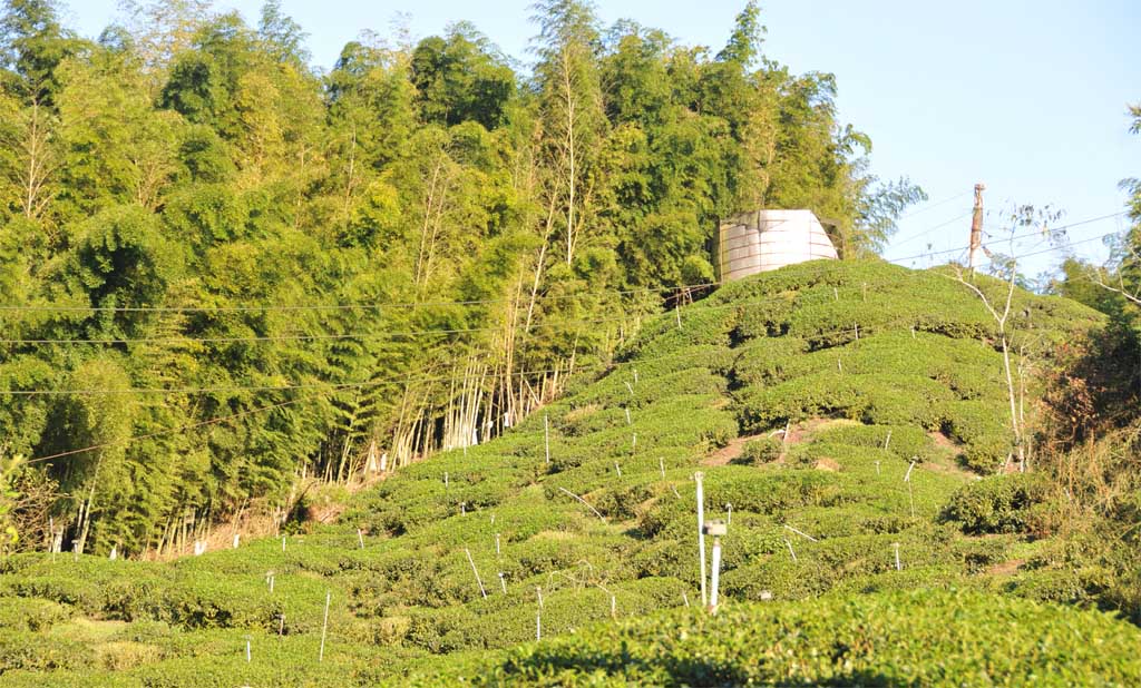 重焙火,濃香烏龍茶