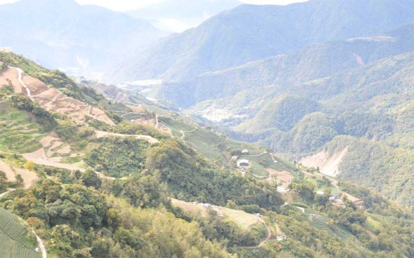 翠巒高山茶，2021年春茶：圖片 4