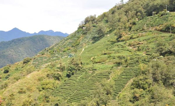 翠巒高山茶，2021年春茶：圖片 3