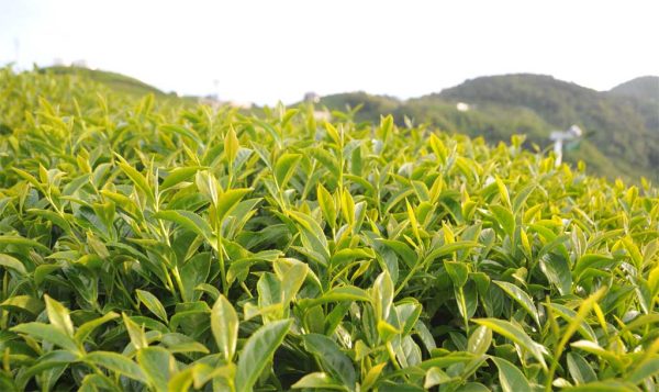 翠巒高山茶，2021年春茶