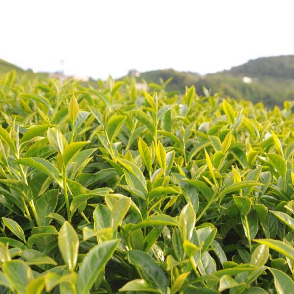 翠巒高山茶，2021年春茶