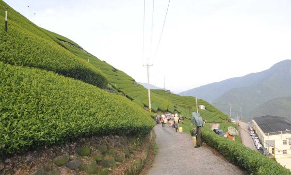 翠峰高冷茶，2021年春茶