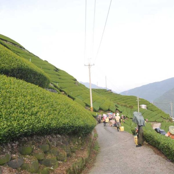 翠峰高冷茶，2021年春茶