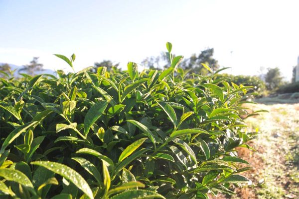 翠巒高山茶，2021年春茶：圖片 2