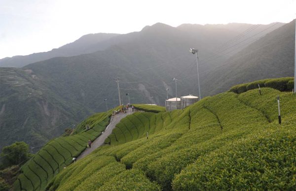 翠峰高冷茶，2021年春茶：圖片 2