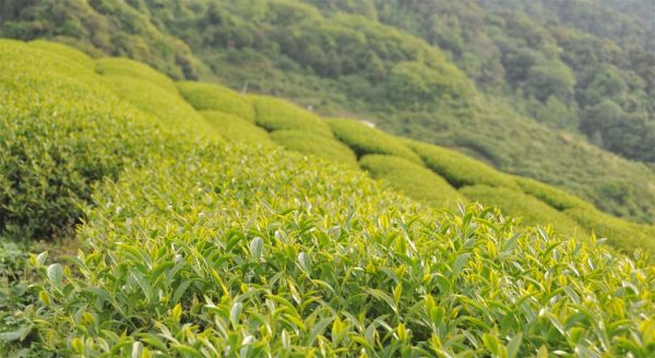 龍鳳峽高山茶，2021年春茶：圖片 3