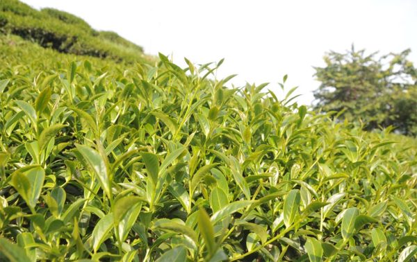 龍鳳峽高山茶，2021年春茶：圖片 2