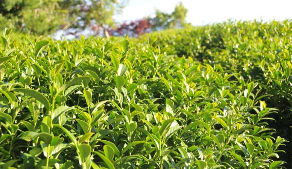 梅山金萱茶，2021年冬茶：圖片 5