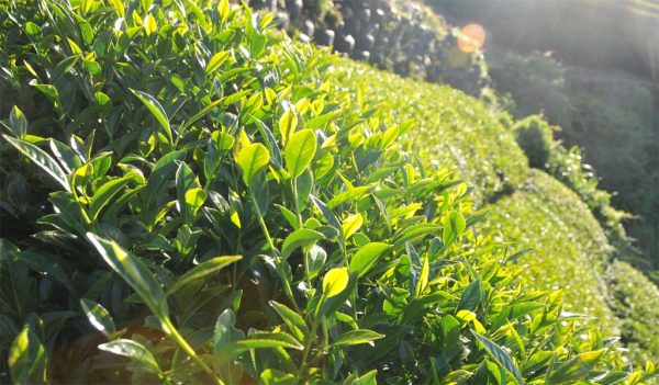 手採高山翠玉茶，2022年春茶-150克：圖片 4