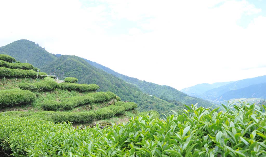 高山茶海拔愈高一定愈好喝嗎？