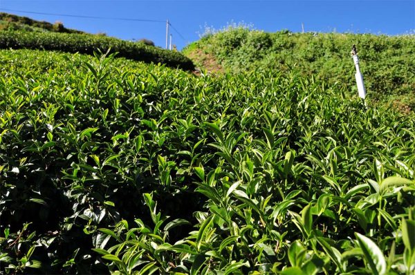 農場邊梨山茶（5月20號採）：圖片 2
