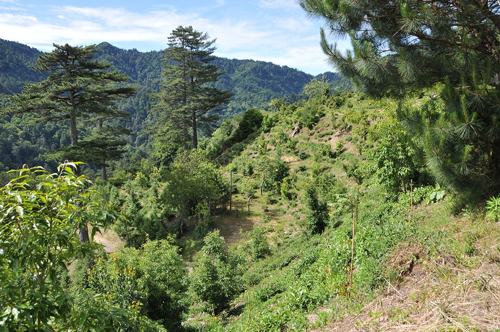 大禹嶺105K松露茶園復活！