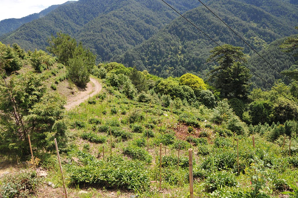 大禹嶺105K松露茶園復活！