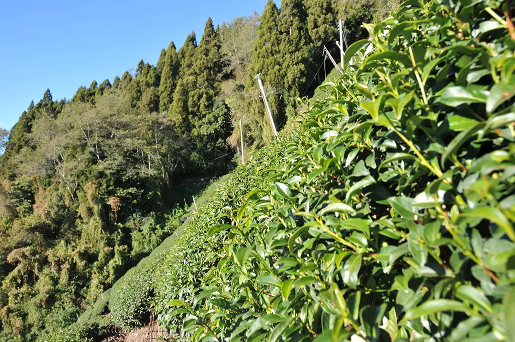 高山冬片茶