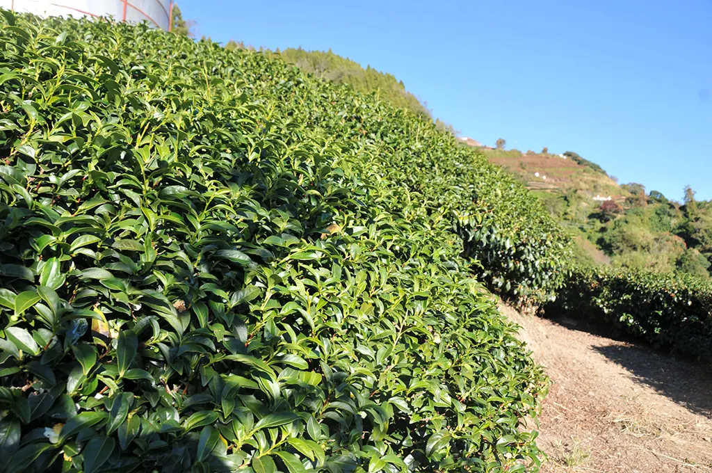 高山冬片茶