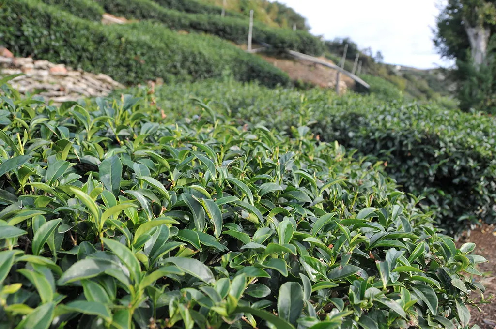 高山冬片茶