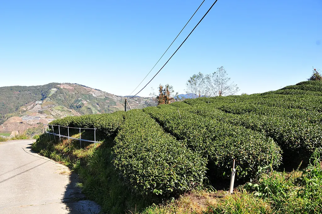 高山冬片茶