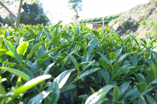 三層坪烏龍（4月30號採）：圖片 4
