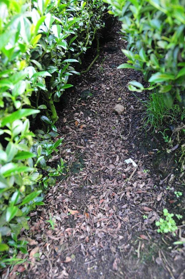 翠峰茶A（4月30號採）：圖片 3