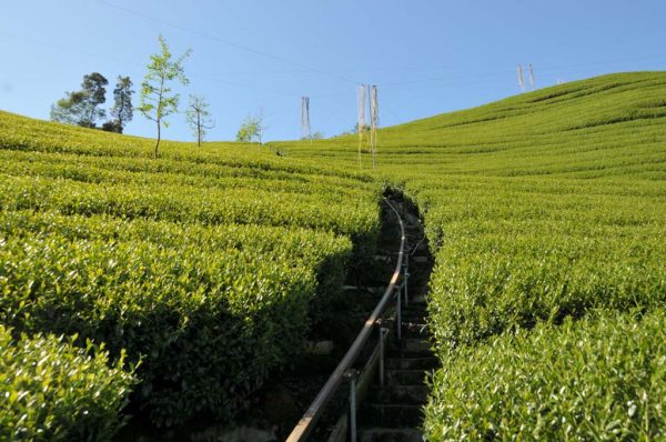 三層坪六人公茶（5月9號採）-150克：圖片 3