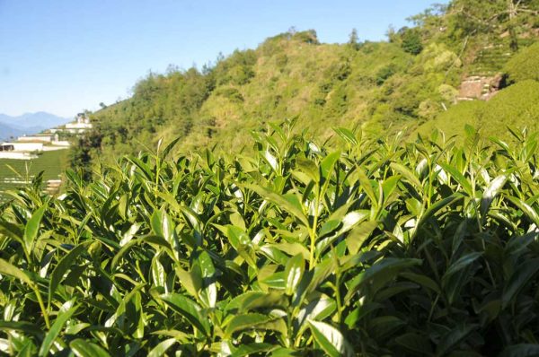 梅峰茶（5月19號採）：圖片 4
